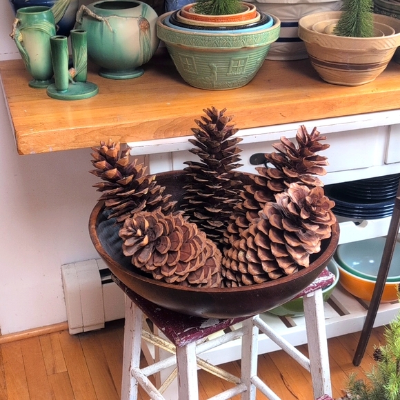 💥SOLD OUT💥Huge Authentic Sugar Pinecones 13to14inches Long - Picture 4 of 11